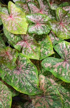 Pink and green elephant ear plants
