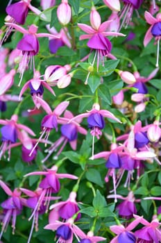 Beautiful pink and purple fuschia flowers in bloom