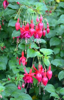 Beautiful pink hanging fuschia flowers in summer garden