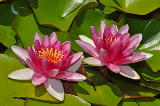 Two beautiful pin water lily flowers on green leaves