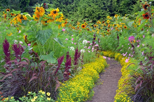 Colorful sunflower garden blooming summer