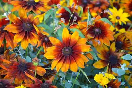 Beautiful orange and yellow black-eyed susan flowers in summer garden