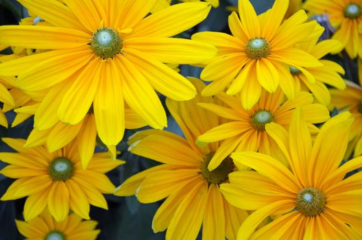 Beautiful autumn sunflowers in garden