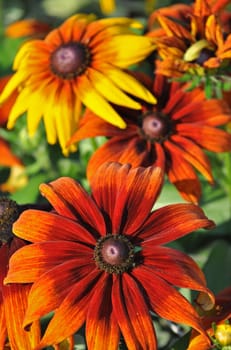 Beautiful black-eyed susan flowers blooming in late summer garden