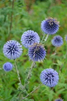 Purple globe thistle flowers in last stages of blooming