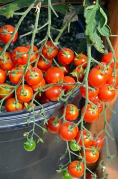 Little cherry tomatoes ripening on vine