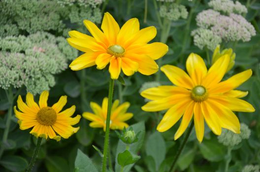 Beautiful yellow susan flowers in bloom