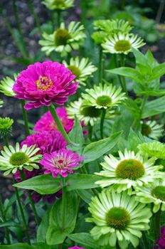 Beautiful pink zinnia flowers blooming  in green garden