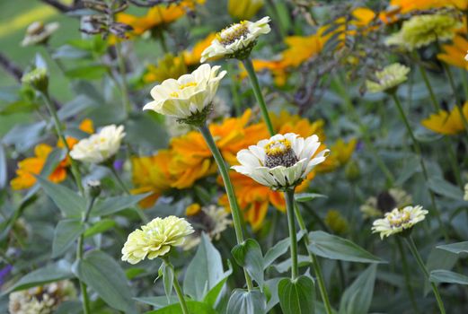 Beautiful white zinnia flowers in summer garden