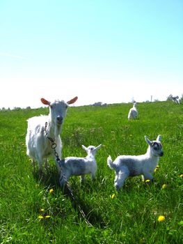 image of goat and kids running on the green pasture