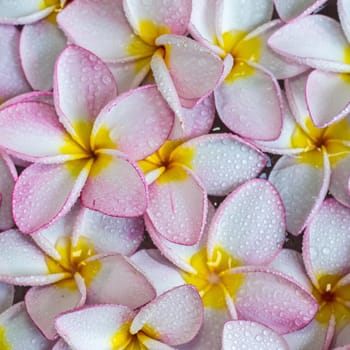 Pink frangipani flowers with on the water