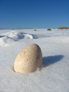 Landscape with egg of turkey on the snow