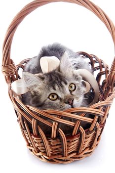 Striped cat with a tape in a wattled basket. Fluffy cat with yellow eyes.  Striped not purebred kitten. Kitten on a white background. Small predator. Small cat.