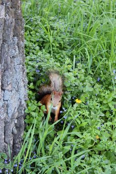 image of squirrel in the green bushes in the park