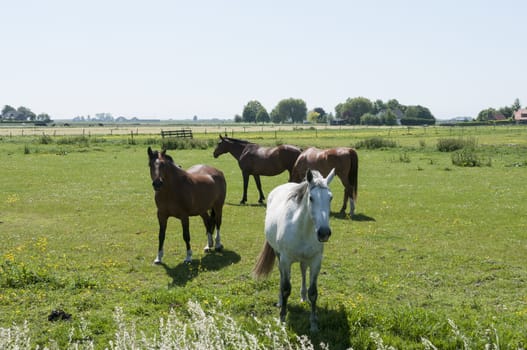 brown and white horses in dutch nature