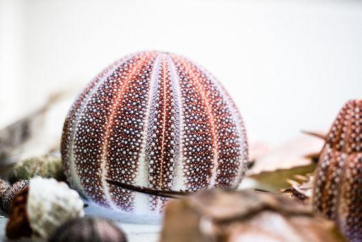 sea urchin shell and other dried sea animals on bright background