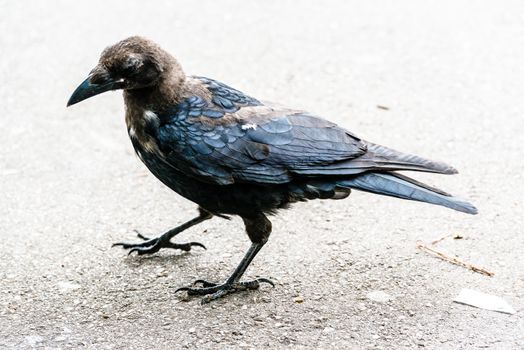 Portrait of a young black crow standing on a walkway in bright sunlight