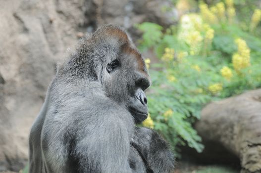 One Adult Black Gorilla near Some Yellow Flowers