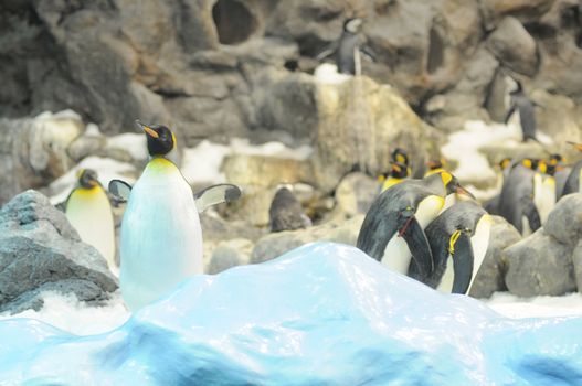 Black and White Colored Penguin in a Cold Place