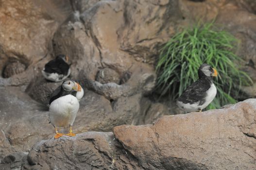 Black and White Colored Penguin in a Cold Place