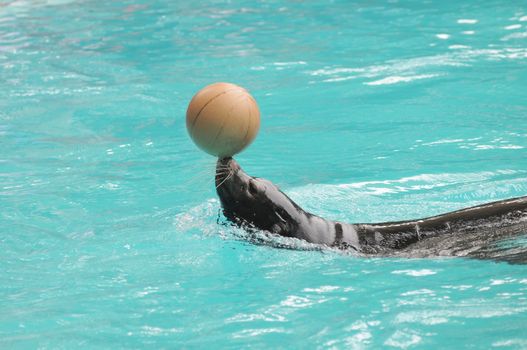 Addomesticated Sea Lion on Park in Canary Islands