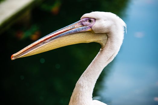 Pink pelican portrait with head and beak, selective focus