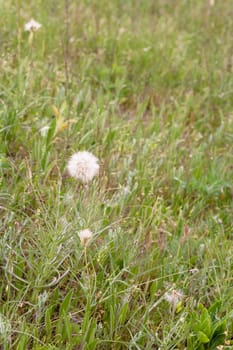 A white dandelion on green grass
