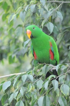 One Very Colored Parrot in a Park in Tenerife, Spain