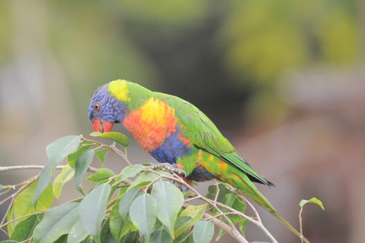 One Very Colored Parrot in a Park in Tenerife, Spain