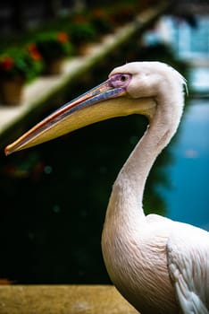 Pink pelican portrait with head and beak, selective focus