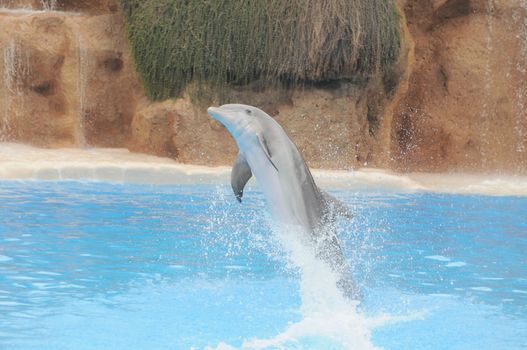 Grey Dolphin on a Very Blue Water in a Park in Tenerife, Spain