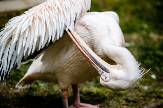 Pink pelican portrait with head and beak, cleaning his plumage