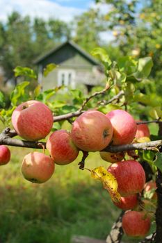 very tasty and ripe apple hanging on the tree