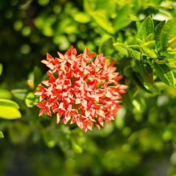  red Ixora flower on green leaves background