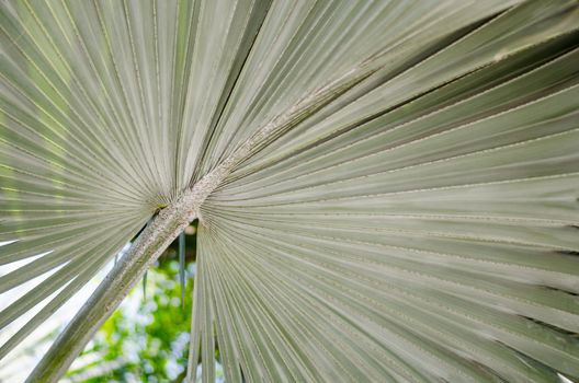 soft green Leaves texture background