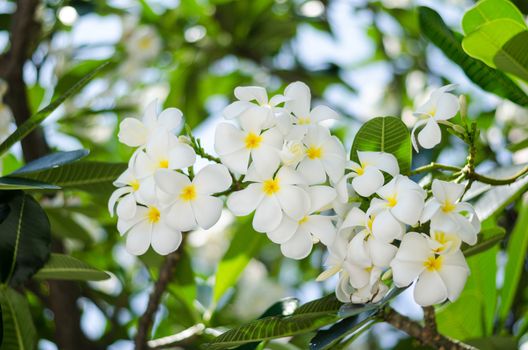 beautiful Frangipani flowers on tree