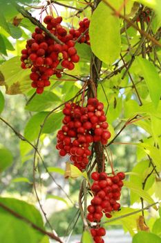 image of branch of red ripe schizandra