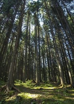 thick woods in Trentino Alto Adige, Italy