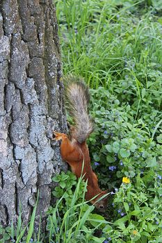 nice squirrel in the green bushes in the park