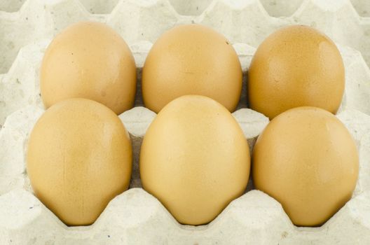 chicken egg in panel eggs