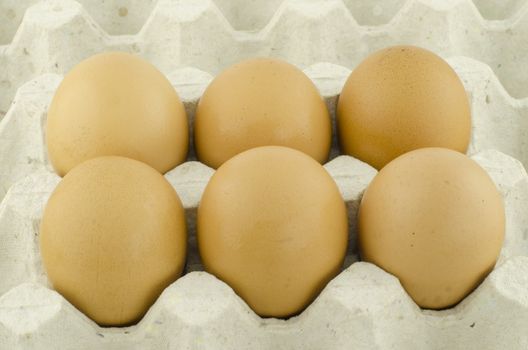 chicken egg in panel eggs