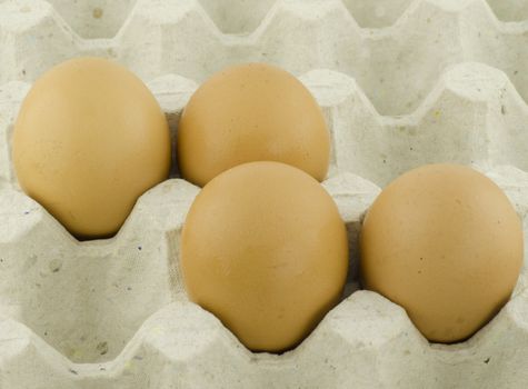 chicken egg in panel eggs