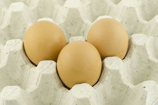 chicken egg in panel eggs