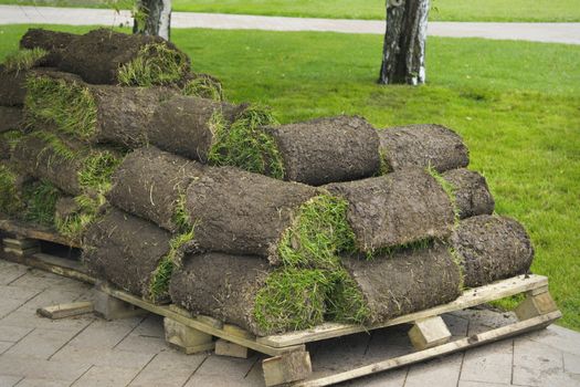 Lawn grass twisted into rolls prepared to work