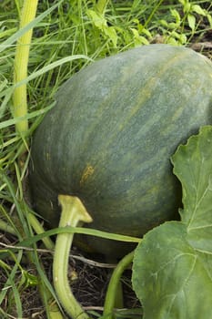 Dark colored large pumpkin hiding in the bush