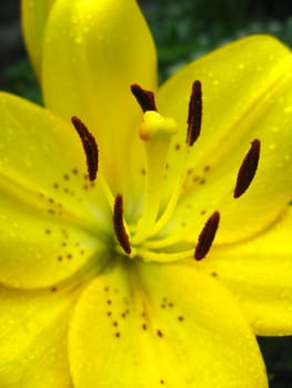 beautiful yellow lily with stamens full of pollen