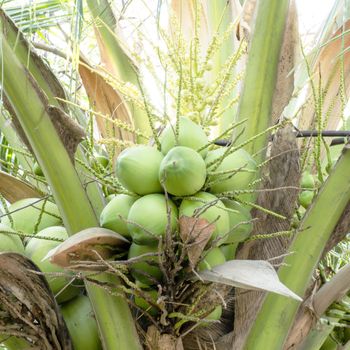 coconut tree with green leaves coconut