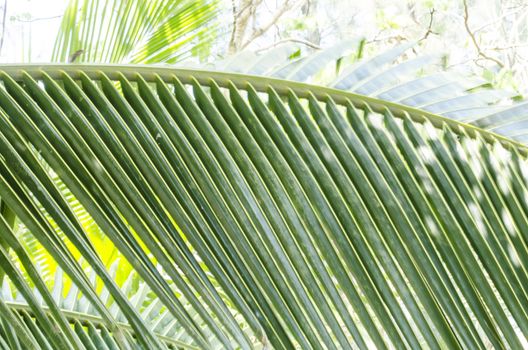 coconut leaves