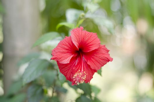 red Hibiscus flower in nature and forest