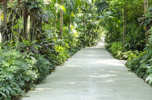 nature Passage with many variety trees